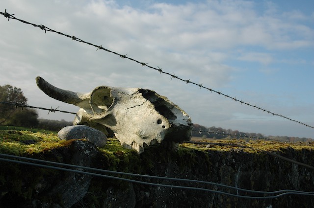 A cow skull nose - just to be different