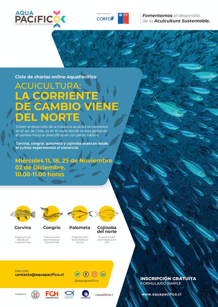 AquaPacificoCL's tweet photo. Todos invitados a sumergirse por una hora en los programas para la diversificación de la acuicultura nacional. Se viene la corriente de cambio 🌊🐟🐟🐟🐟
Inscripción gratuita charla #ProgramaCorvina en el link 👉https://t.co/S8dbfNUWgS https://t.co/u85gYW3RyT