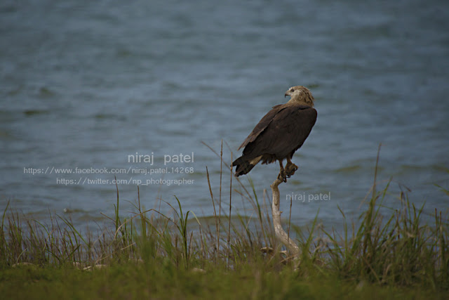Pallas's Fish eagle bit.ly/1K1Qi4a #eaglesofindia #fisheagle #pallasfisheagle #corbettnationalpark #birdsofuttarakhand #hunter #raptorsofindia #wildlifephotography