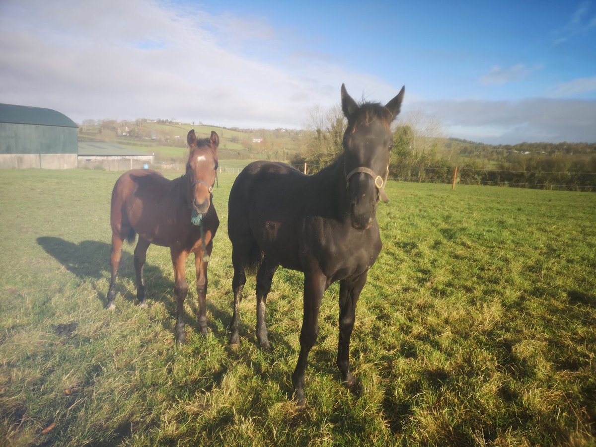 Enjoying the sunshine 🌞#cutefoals #elusivepimpernel 
#Libertarian #tattersallsireland