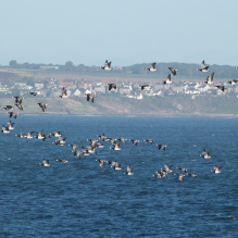 ***ONE TO WATCH*** Tonight's episode of Autumnwatch on BBC Two at 8pm will bring you more updates from the Grey Seal colonies of the Isle of May. However it will also feature bird migration and the Bird Observatory! The full story is on blog: isleofmaynnr.wordpress.com