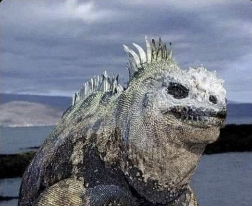 hawntedIG's tweet photo. This is a marine iguana &amp; this is EXACTLY why the sea is none of our fucking business. https://t.co/Y8USOwhTlN