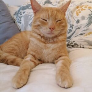 sheppertonvet's tweet photo. If you think staff pets are immune to getting sick, think again! We had one of our receptionists, Jordanna’s cat Lux, who visited us recently after playing with string and swallowing it. https://t.co/jg5dd49EP3 #howlongisapieceofstring #string #cats #cat https://t.co/ksilYk50gk