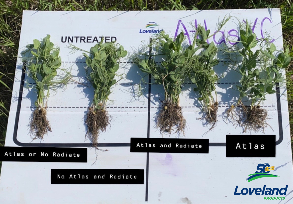 #AtlasXC is the perfect pairing to any crop that requires P fertilizer. MAP is easily tied up to the soil becoming unavailable to the plant. Here #AtlasXC was applied to MAP and placed at seeding to give these peas an early season kickstart!  

Photo Credit: @taylorpat13