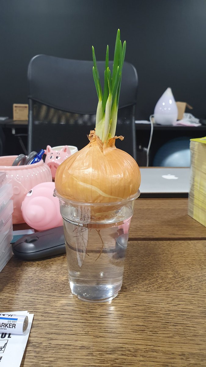 CuRAZYsa's tweet photo. 会社の冷蔵庫で芽が出てるところ見つけて救出。
ヒヤシンス面して私のデスクに置かれてる玉ねぎ。そろそろ正体バレそう https://t.co/NPIUkNFFWA