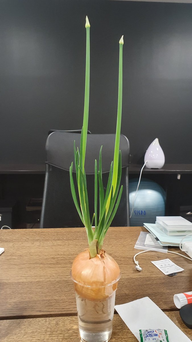 会社の冷蔵庫で芽が出てるところ見つけて救出。
ヒヤシンス面して私のデスクに置かれてる玉ねぎ。そろそろ正体バレそう