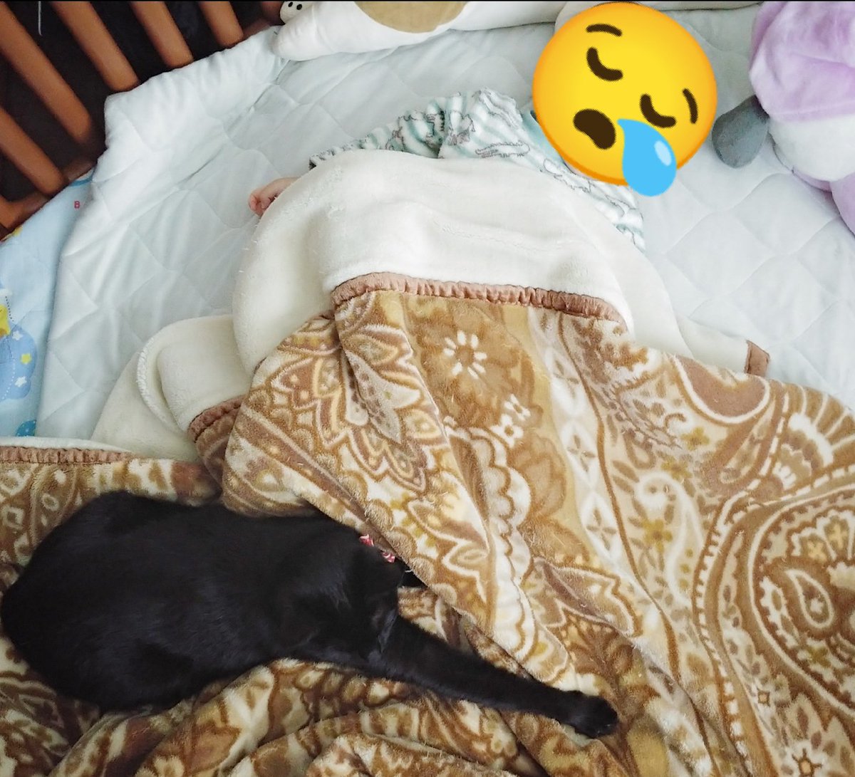 ついふぁん 仔猫を拾ったのでさんの人気ツイート ついふぁん 仔猫を拾ったのでさんの人気ツイート