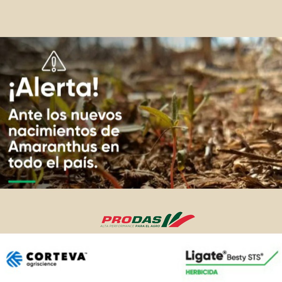 AgroProdas's tweet photo. 👉De la mano de @corteva:
#LigateBesty ,Excelente producto para mantener tu lote limpio de yuyo Colorado, Gramineas y otras de hojas ancha. Soja STS.
#SpiderXtra ,Excelente producto para mantener tu lote limpio de yuyo Colorado, rama negra, gramíneas y otras de hoja ancha. https://t.co/zYrA89BADi
