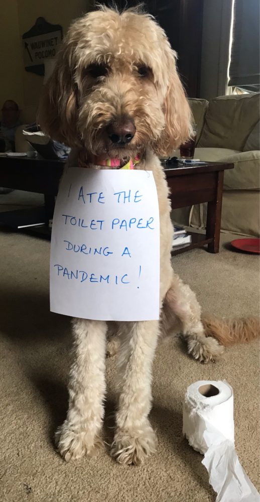 Dog Shaming tweet media