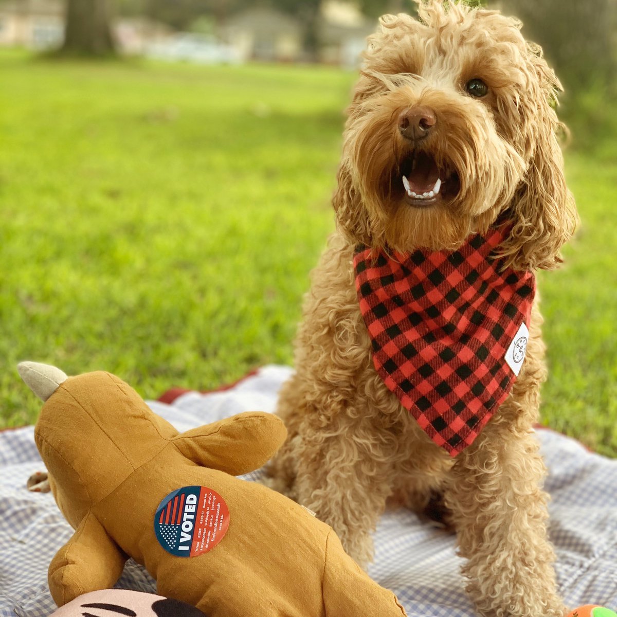 Every bark counts! 🇺🇸 

Make your voting plan for #Election2020 by finding your polling place or ballot drop box site, voting instructions, and more ⬇️ 

gettothepolls.com