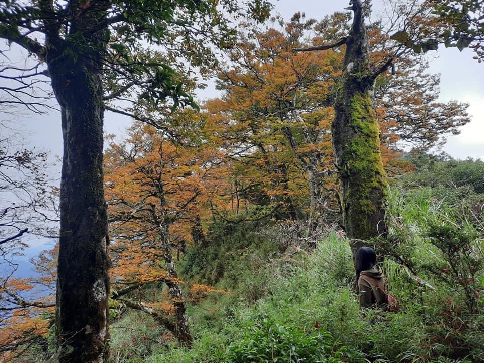 IBelizeit's tweet photo. I went hiking a few days ago to the mountains.
#Taipingmountains in #YilanCounty, #Taiwan.
#HikeTaiwan https://t.co/MmqsCHhKqm