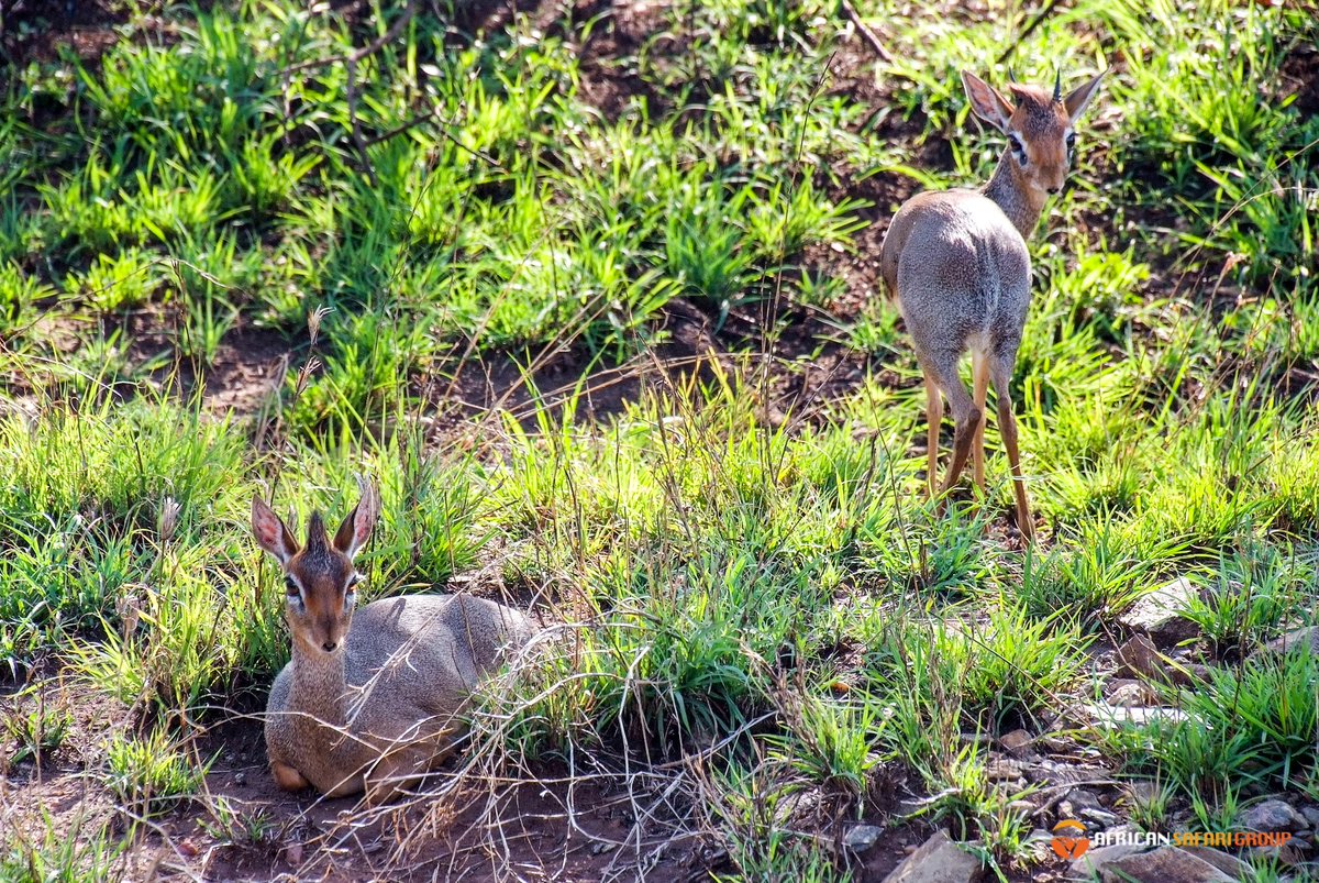 African Safari Group tweet media