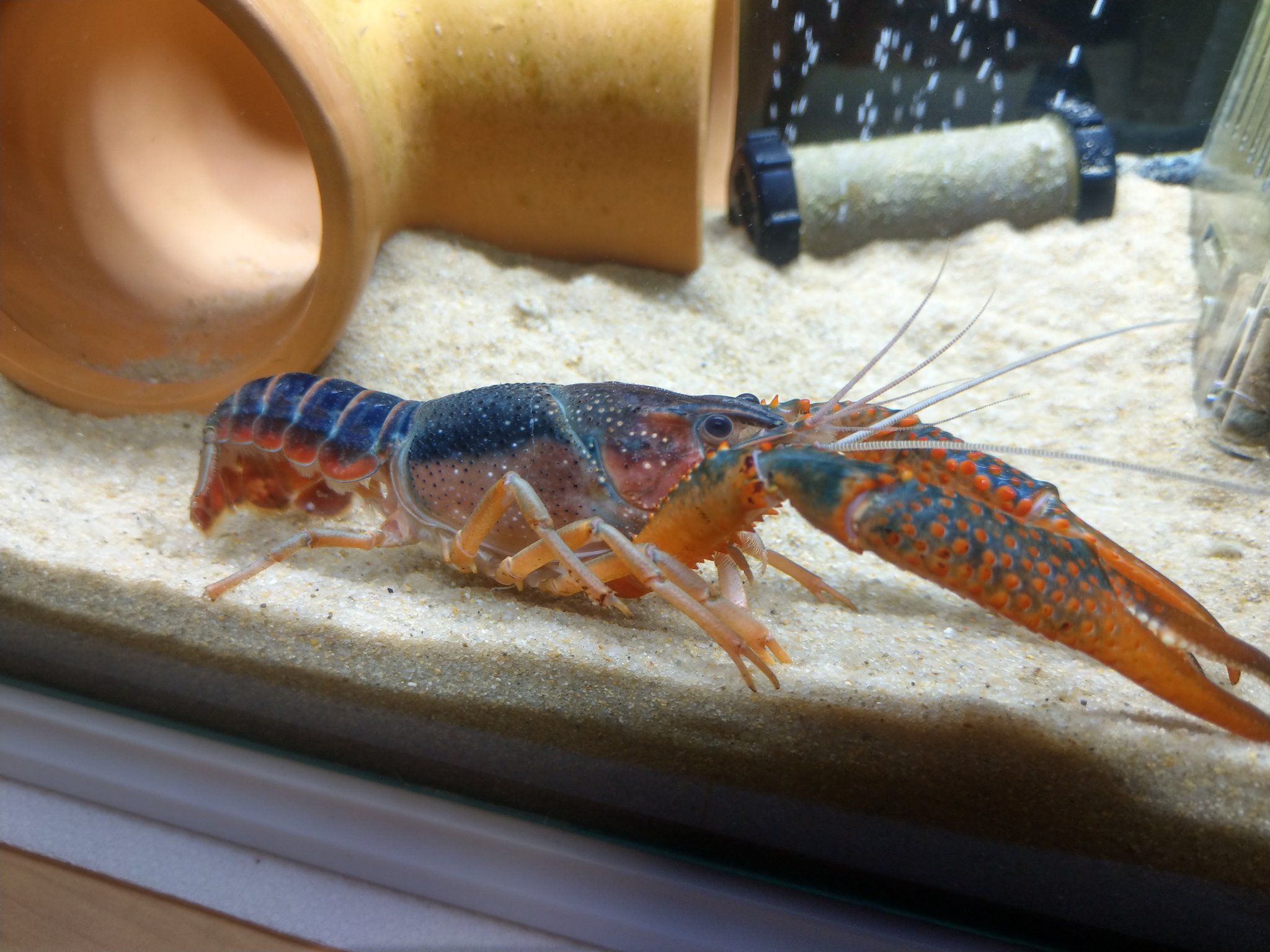 Kenzap ザリ君調子悪そうや 底砂に腹ベッタリしてるし 餌食べないし バーンスポットも出始めてるし 8月の大脱走から様子がおかしいのです アメリカザリガニ 水槽 T Co Ejcnmy2tzu Twitter