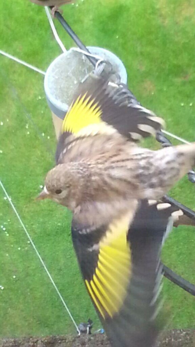 AlexD666's tweet photo. @BBCSpringwatch a beautiful young Goldfinch from a few years back. https://t.co/TkZnNMjqAd