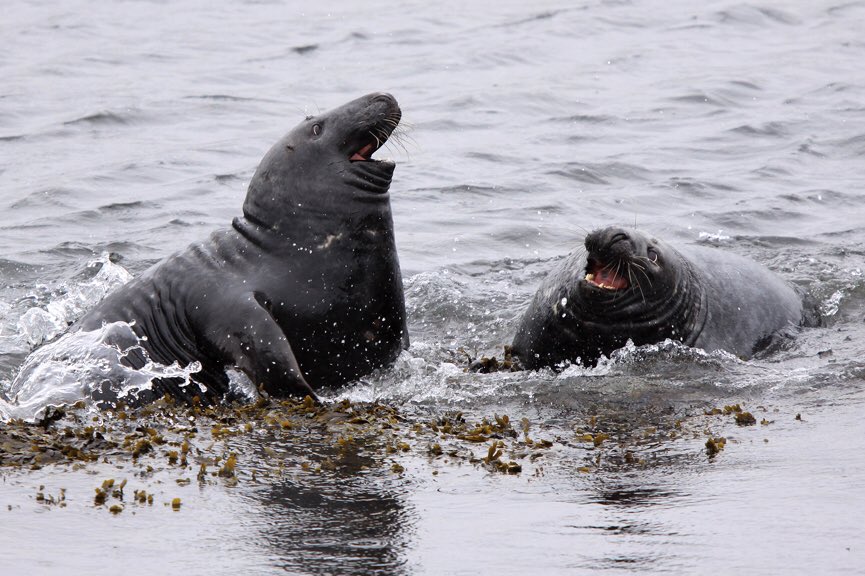 Jon Dunn’s Orchid Summer is this year’s most enjoyable nature book. It’s beautifully written, widely available &, with working from home likely to inspire its use until next summer; a great guide to learning about British & Irish orchids. Visit:  http://jondunn.com&nbsp;
