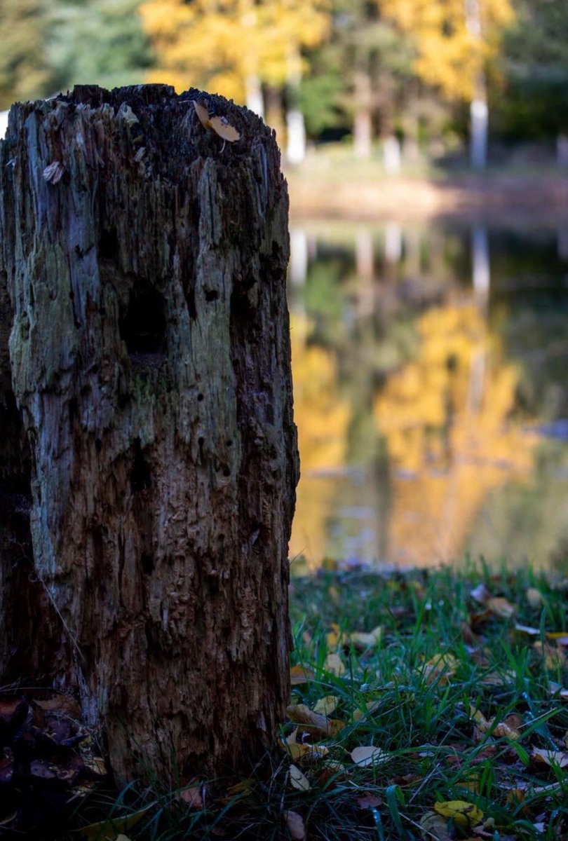 Herfst in #Okkenbroek.... Wat een kleuren!