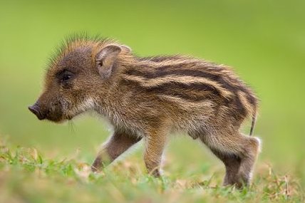 PIE_Animals's tweet photo. #PIGLET in #IndoEuropean: #Avestan pərəsa-, #Khotanese pāʾsa-, #Kurdish purs, #Latin porcus, #Umbrian purka f., #Lithuanian par̃šas, #OldChurchSlavonic prasę (w/ *-nt-suff.), #MiddleIrish orc, #ProtoGermanic *farhaz, #OldEnglish fearh, #English farrow, #Lusitanian porco-.
1/17 https://t.co/ABK5P5avBP