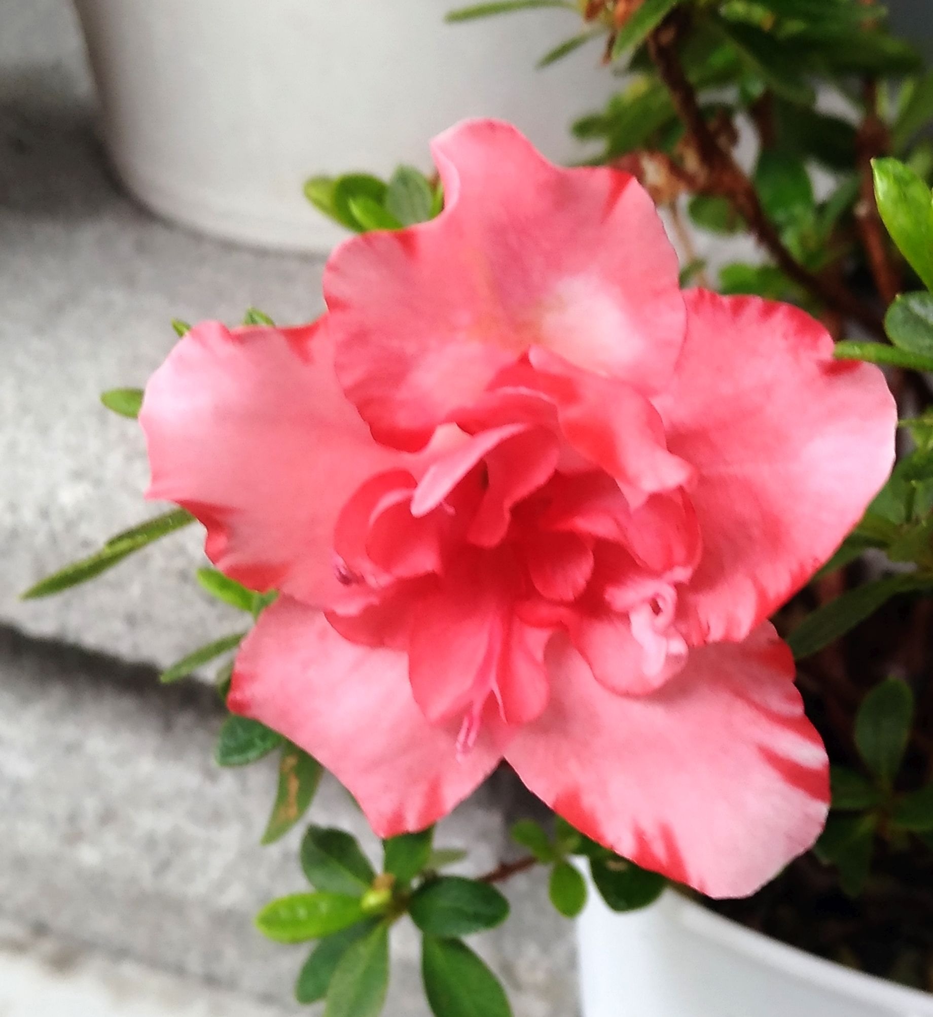 こころんグリーン 2色のアザレアの花も咲いています この株も 夏ごろ虫にやられてほとんど葉っぱが落ちたんですが 元気に花を咲かせてくれました アザレア 2色の花 赤い花 ツツジ科 園芸品種 秋の花 秋 園芸 ガーデニング 熊本市南区 熊本 こころんグリーン 2色のアザレアの花も咲いています この株も 夏ごろ虫にやられてほとんど葉っぱが落ちたんですが 元気に花を咲かせてくれました アザレア 2色の花 赤い花 ツツジ科 園芸品種 秋の花 秋 園芸 ガーデニング 熊本市南区 熊本