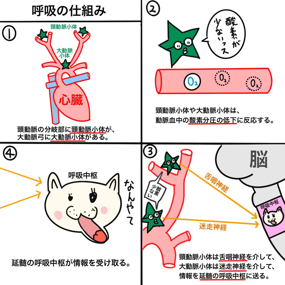 Twitter 上的 ゴロ 解剖生理イラスト 8コマ漫画で分かる 呼吸の仕組み 試験に出やすいキーワードは 赤線を引いております T Co Ivhj4w64dx Twitter