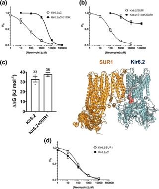 Channelomics's tweet photo. Evaluating inositol phospholipid interactions with inward rectifier potassium channels and characterising their role in disease https://t.co/xlVNyujooo from @CommsChem https://t.co/asaaSjeakP