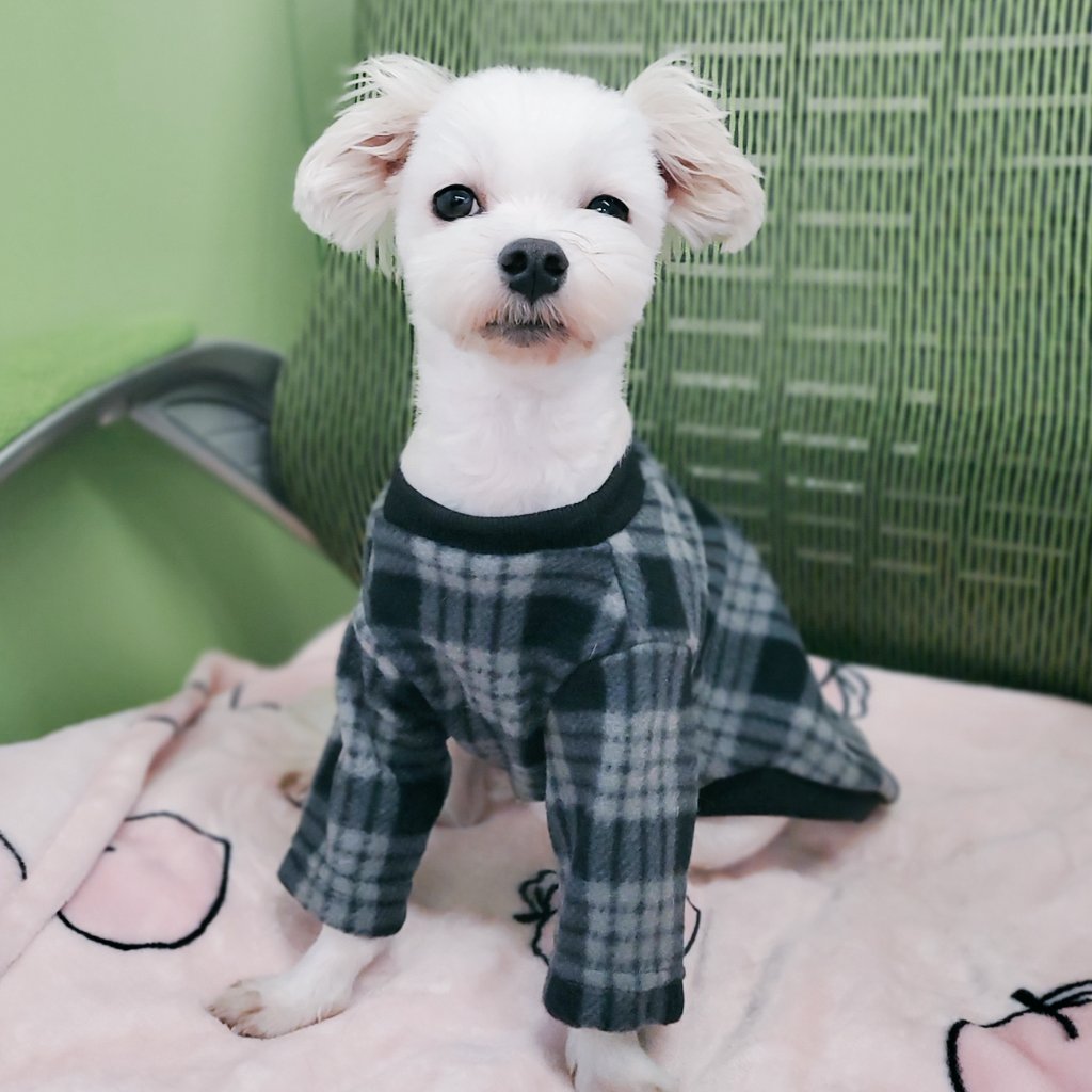 오랜만에 집사랑 같이 출근해서 예쁨 뽐내는 모찌