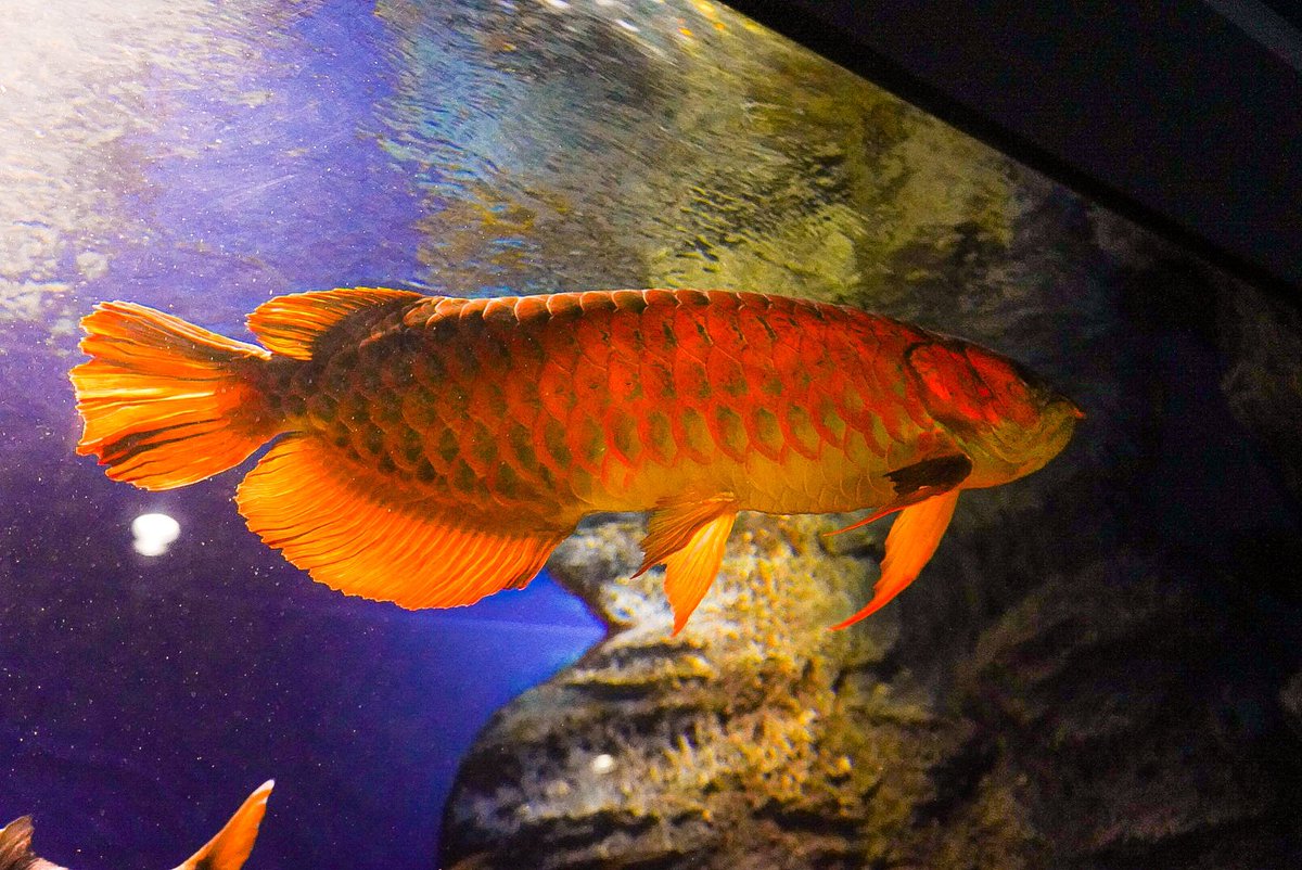 北の大地の水族館 山の水族館 東南アジア水槽のアジアアロワナ 実はあのブタバナガメ オオウナギと同じ水槽にいて この色合いなのですっごい目立ちます ジャンプ力と食欲が半端なく 中の人は顔面に飛んできたことが何回かあります こわい