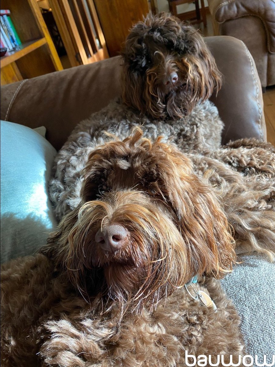 Brodie &amp; Baxter: Leave us here mum we need to rest you get on with the housework 🥱😴 #PetsOfBauwow #TheDailyBark

Join Bauwow 👉 onelink.to/s26zbc
