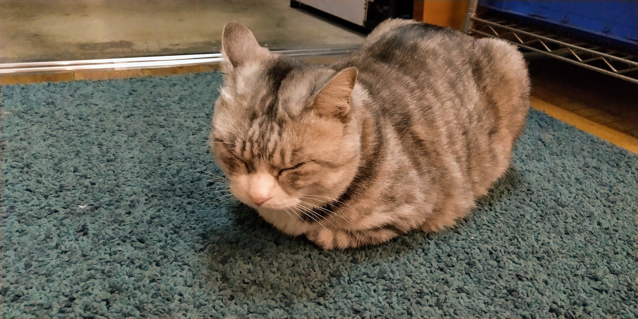 Toru Kojima 川越 松本醤油商店 の看板猫 店内でただ寝ているだけだけど その姿を見ていると ついつい商品を買ってしまう よっ 接客上手 川越 松本醤油商店 猫 看板猫 T Co Hqdefulegp Twitter