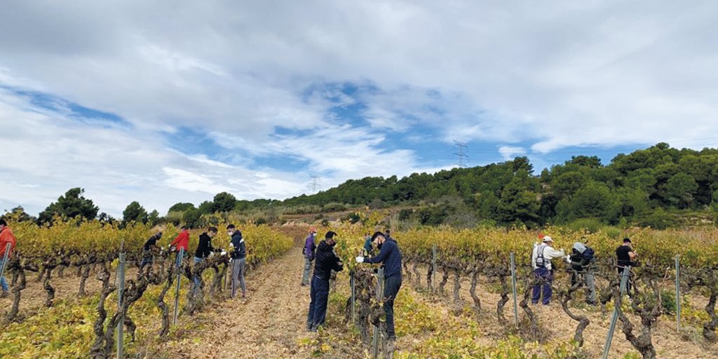 Aquest #mes comença la poda i el grup d'#alumnes ja han iniciat les pràctiques d'#auxiliar de #viticultor a les caves <a href="/Gramona1881/">Gramona</a> i <a href="/clusterinnovi/">INNOVI</a>.🍂

Dins del Punt Formatiu del Programa d'#Incorpora de la <a href="/FundlaCaixa/">Fundación ”la Caixa”</a>