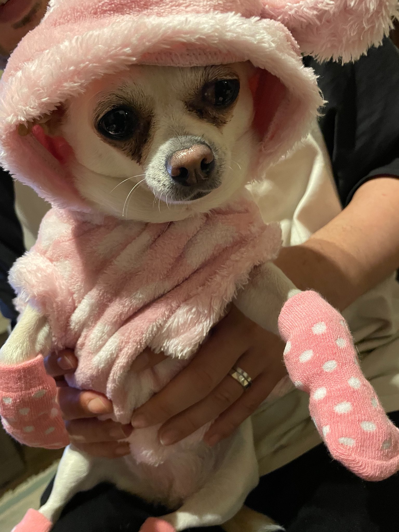 真理アンヌ on Twitter