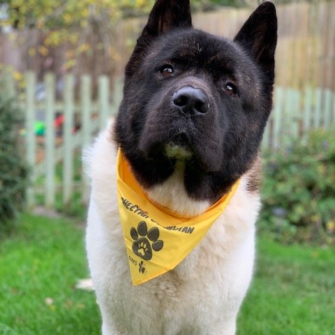 Lloyd_Gofton's tweet photo. We're ready for our first #Paws4Claws walk, in aid of the @CCFCheetahUK Livestock Guarding Dog programme.
Here he is sporting his Cheetah Guardian Bandana, which arrived this morning. You can sign up here too: https://t.co/yDZkPYyoUr https://t.co/dgL8caySmY