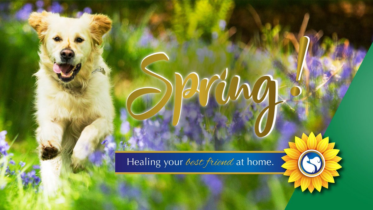regalpethealth's tweet photo. Spring is here! 

If you think the arrival of spring might be affecting your pet's allergies, try our #AllergyReliefRemedy. 

Assists with itchy paws, and skin, and allergies. 
"Nature's Cortisone"

Available from @DisChem Pharmacies or Online from https://t.co/1pFg7nXfgZ #dogs https://t.co/R9SpuXIpdf