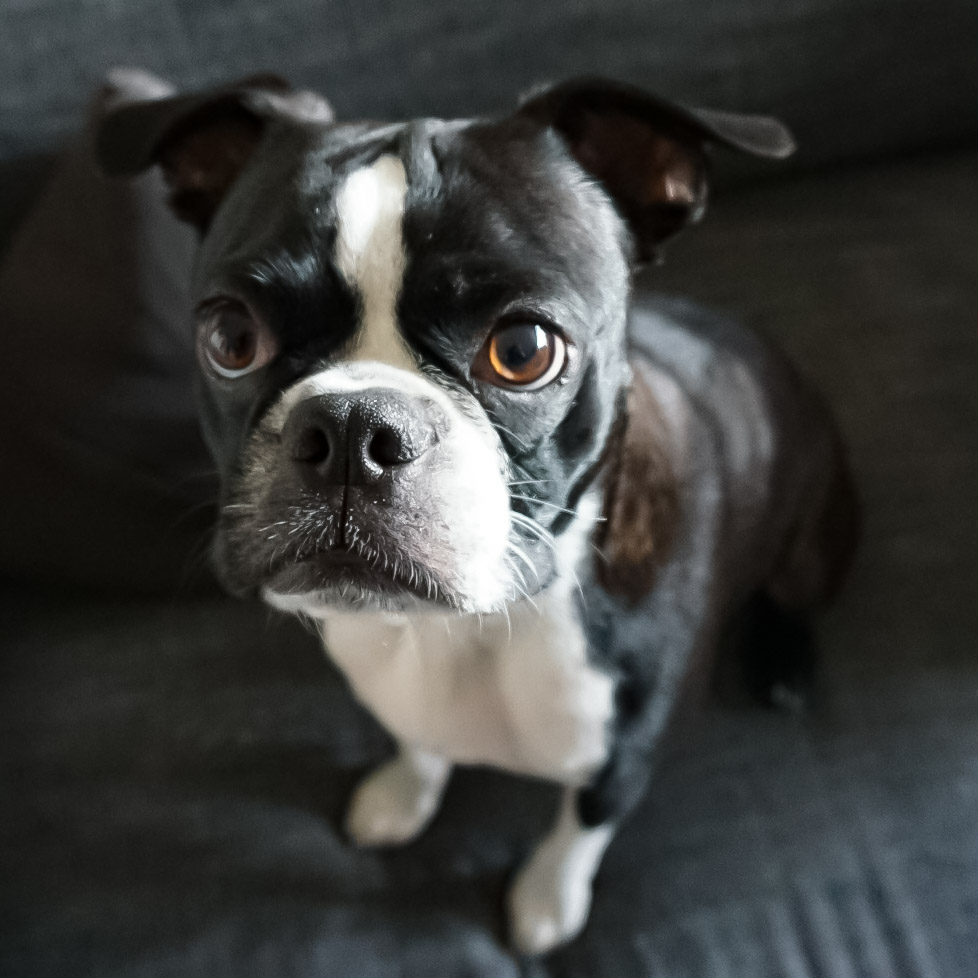 GarytheGremlin's tweet photo. "R u shure it'z Munday alreddy? Wat'z ur source?" - Gary the 🥺 Gremlin
#monday #mondayblues #mondaymood #whatsyoursource #mondayssuck
#garythegremlin #gremlindog #gremlinface #bostonterrier #bostonterrierlife #lifeisbetterwithadog #bostonsterriersofinsta https://t.co/4J7aDwXjtO