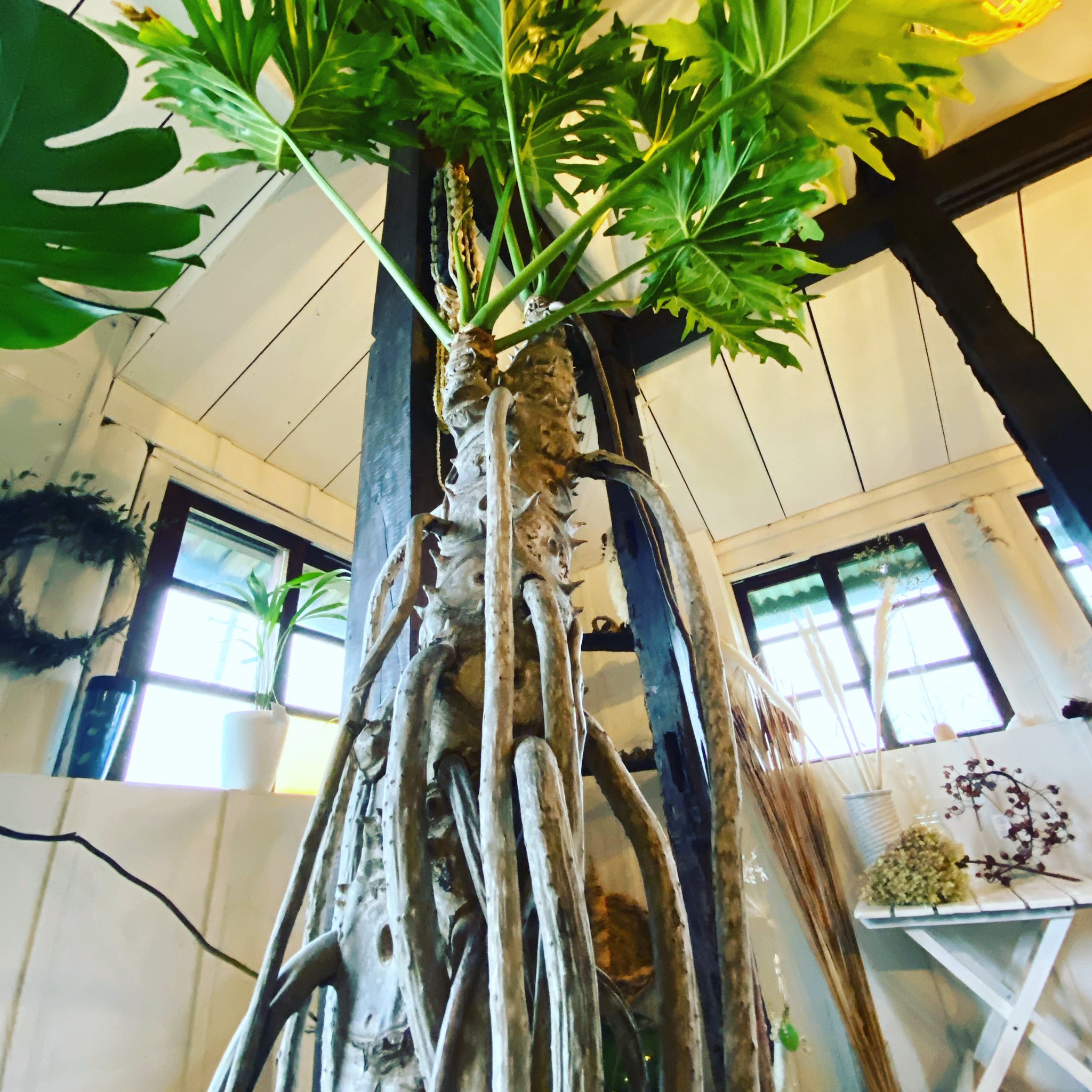 Trop フィロデンドロン セローム 個人的にこの気根が大好きです セロームは南国観葉植物ではポピュラーですが 愛の木 とも呼ばれて風水が好きな人からも人気がある植物でプレゼントに良いかもです 石垣島 Flowershop Flowerdesign Botanical