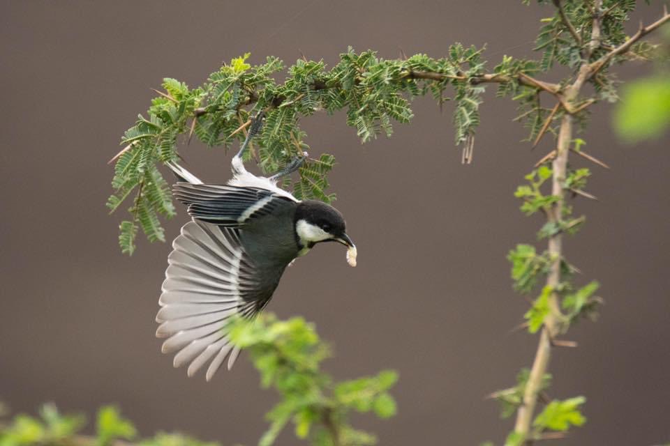 keystone2887's tweet photo. #SongbirdSunday @IndiAves 2nd day, second set Plain Prinia; Cinnerous Tit; White rumped Shama ; Blue Throat https://t.co/RcIE7b3hAl