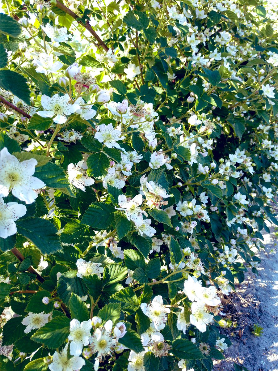 globalplantgen's tweet photo. With high levels of sweetness and low astringency, Von delivers a superb taste, and is considered to be one of the very best blackberry varieties now available in this aspect.
#blackberry #genetics #variety #superlative #flavour #yield #upright #thornless #globalplantgenetics https://t.co/TvNUxjibbI