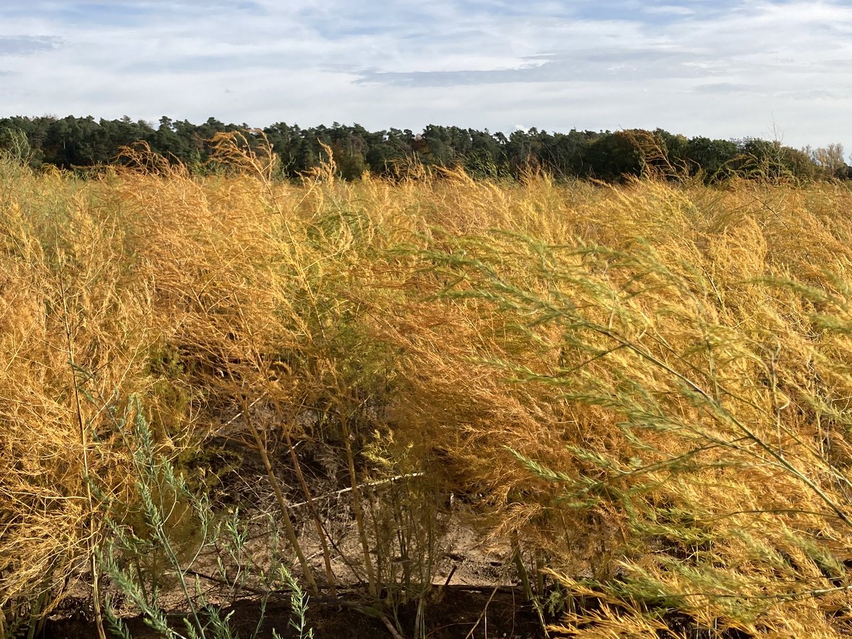 Jens_Joachim's tweet photo. @ArthurSchonbein @Lilium1898 @ULilie98 @fr @FRlokal 📲 #Update Doch #Spargulski! #IndianSummer-#Spargel 😊🙃
🍂🤎🧡💛💚
#BauerBenz #Darmstadt #Arheilgen #Oarhellje #Forsthaus #Kalkofen #FRun #FRDarmstadt #ForestRunner 🌲😎🏃🏻♂️🌳#Waldlauf https://t.co/7Yke5BUJ1P