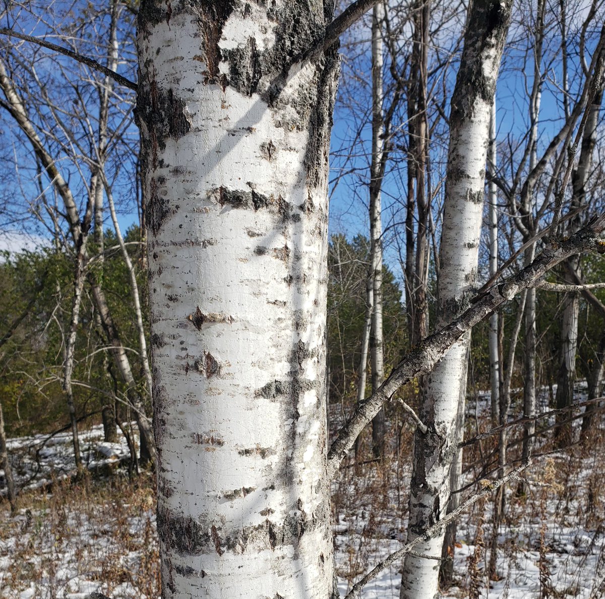 DoItGreenMN's tweet photo. 17 Days Left: Nature is full of beauty, you just have to slow down and look around! 
#VirtualGreenGiftsFair #OurEarthOurCommunity #DoItGreenMN #30DayCountdown https://t.co/aAfXmwId5W