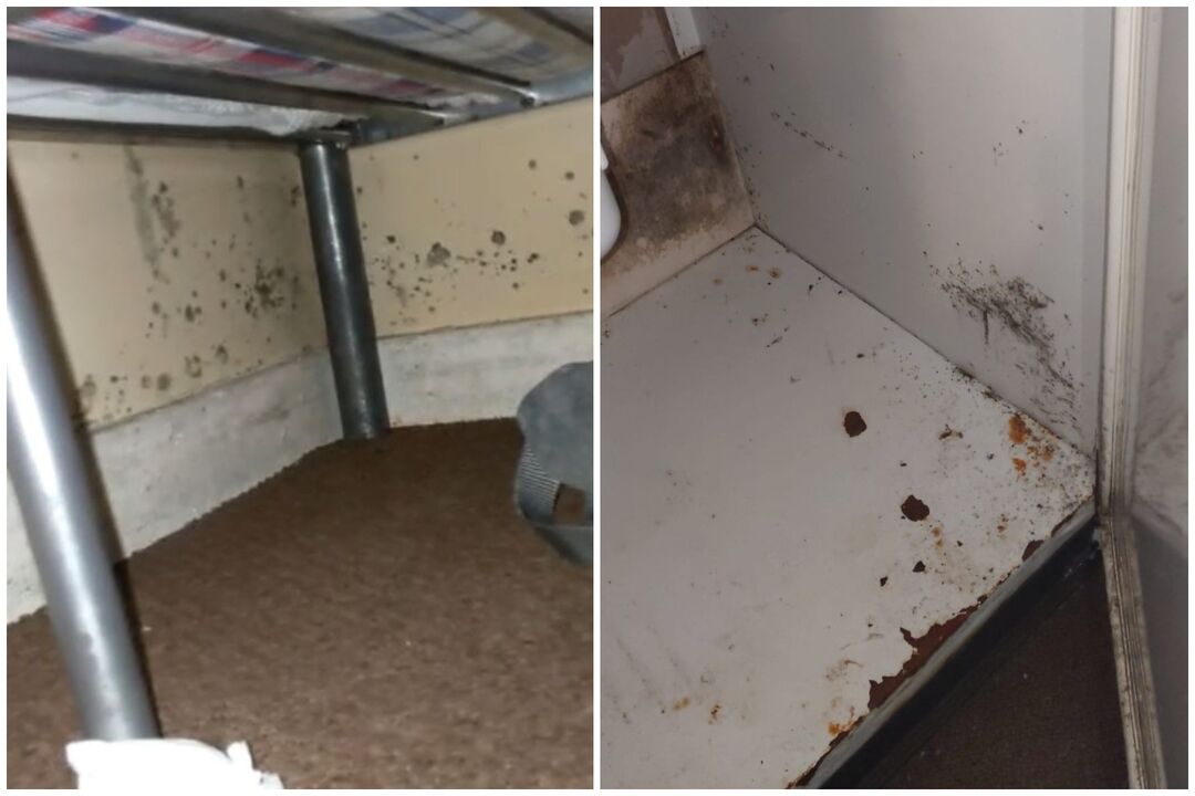 Bed Bug SOS tweet media