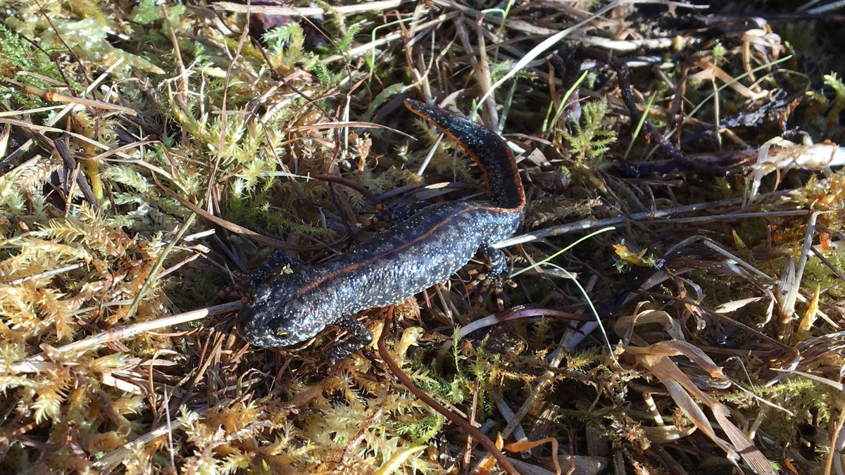 NewtPartnership's tweet photo. We were recently joined by Great Crested Newt Officers from @WhiteHorseDC @SouthOxon @BucksCouncil
@letstalkcentral and @BedfordTweets to see these new clean water ponds at #BicesterGarrison, funded by the @NatureSpaceDL scheme. This #greatcrestednewt made an appearance too! https://t.co/eFxGumTLiq