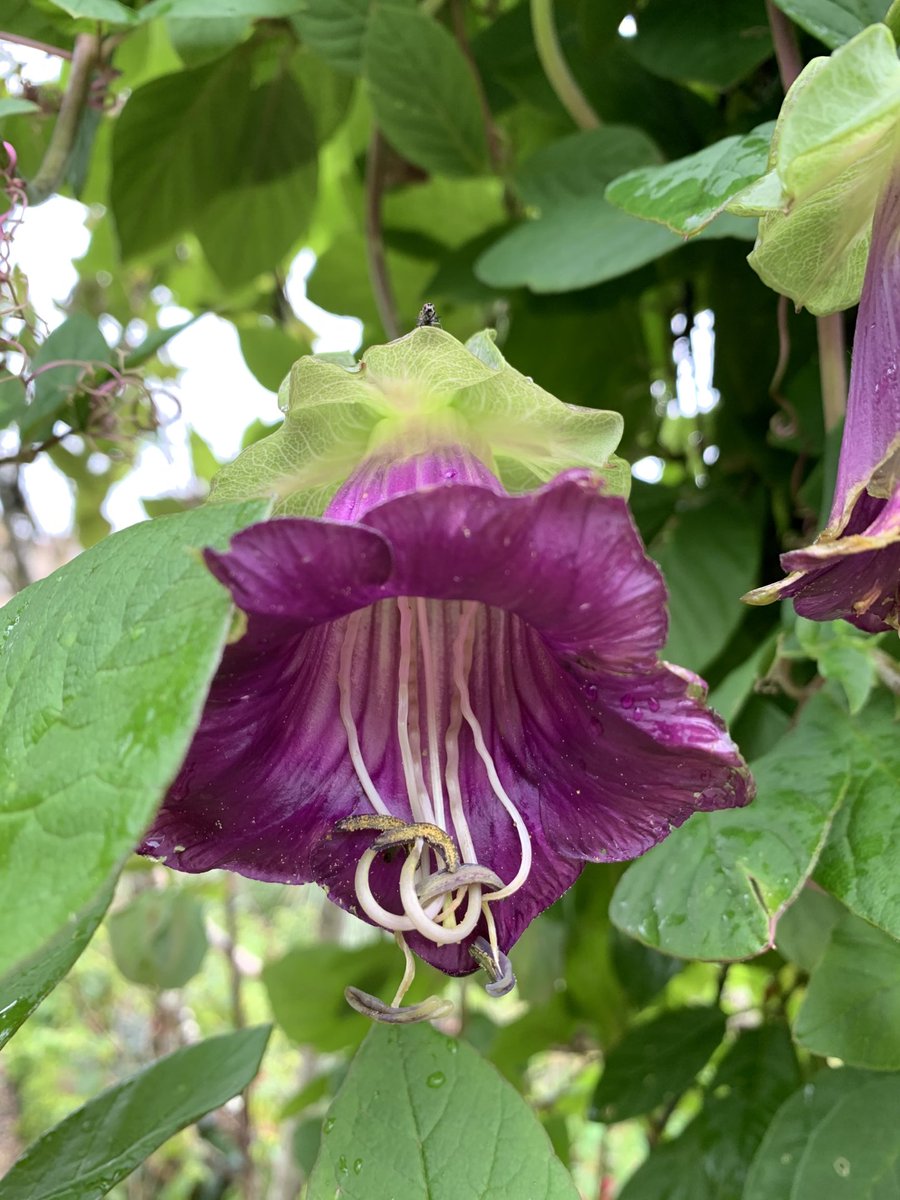 The before and after shot of a Cobaea. Plants never fail to surprise me 🤓