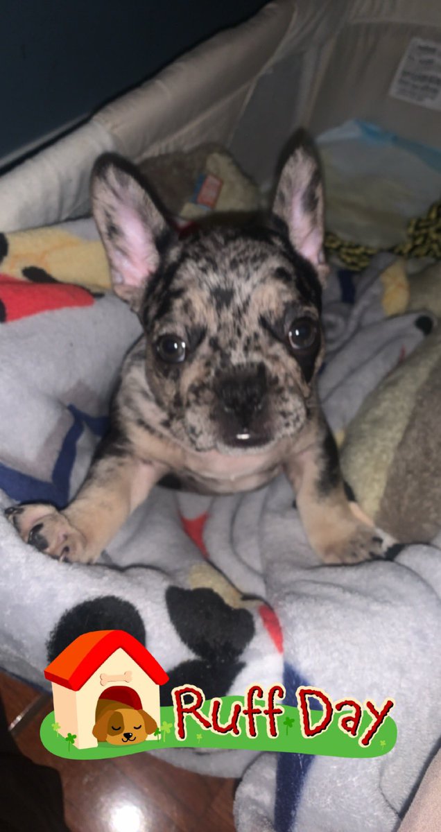 Money_Moe305's tweet photo. Benji growing up #11Weeks #MerleStud https://t.co/DPqjP4znas