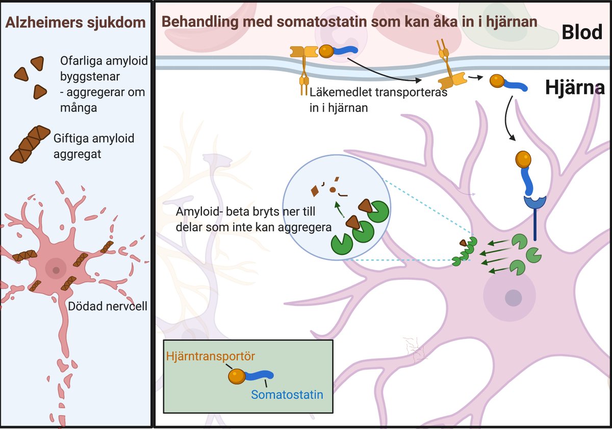 Alzheimer Sverige tweet media