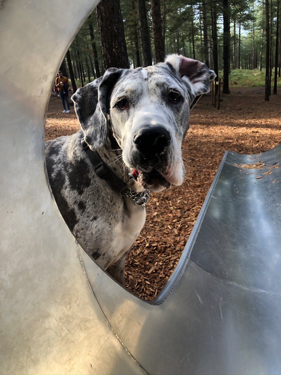 It’s a ear in, ear out kinda Monday! 

Autumn walks with this one are the best. I love this face so much 😍🥰🧡 

#mansbestfriend #mypooch #myfavorite #greatdane