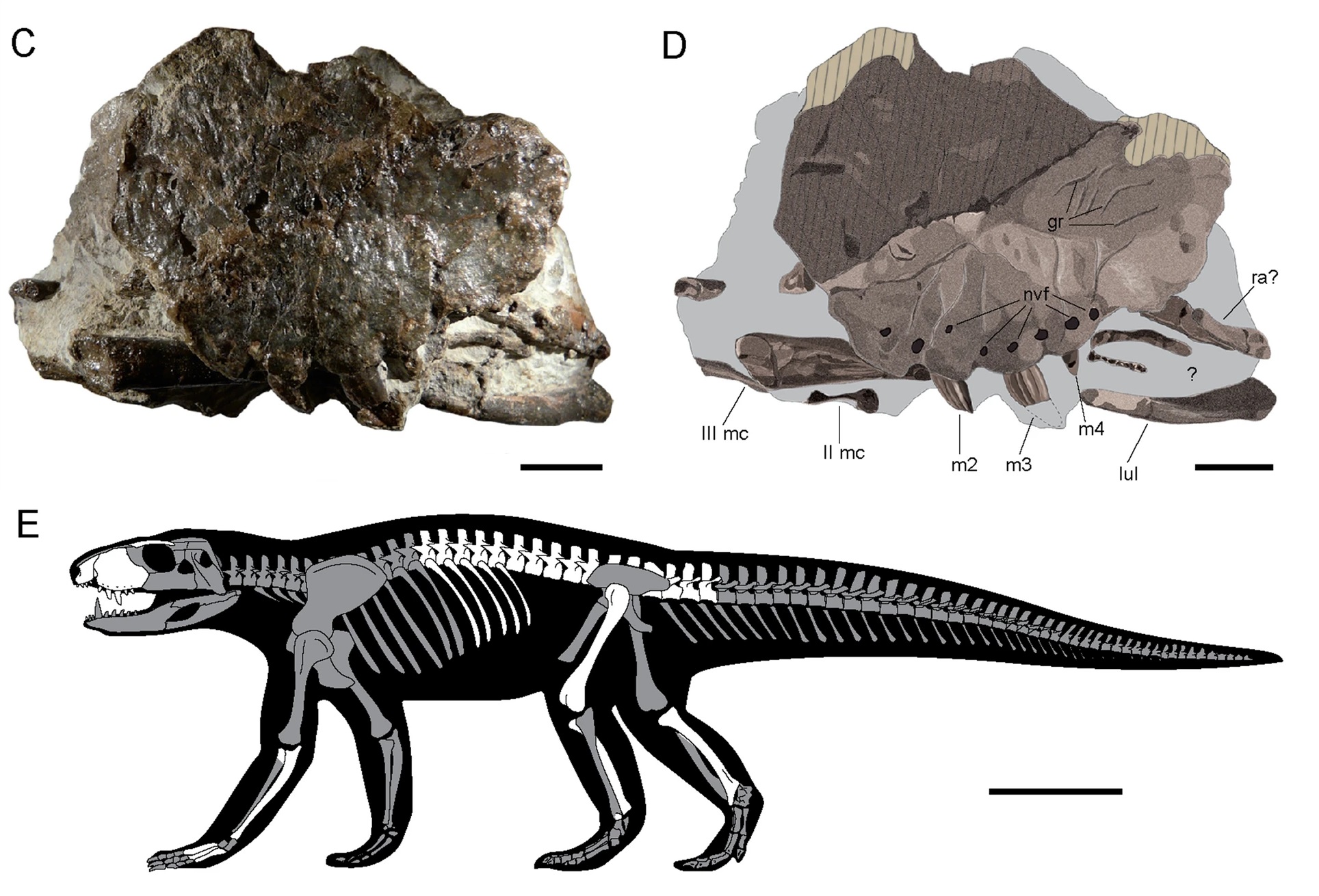 Diego Ortega Anatol Curiosamente Los Fosiles De Dos Animales Que Aparecen Aqui Pasaron Por El Mercado Negro Los Restos De Ogresuchus Fueron Robados En 13 Antes De Que Se Pudiesen