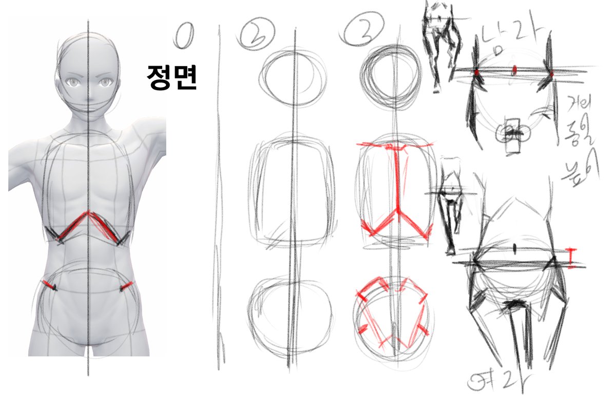 tyss911's tweet photo. 제스츄어 드로잉을 위한 팁 01 
뼈의 약화 그리기 정면/후면 https://t.co/PEbKrkMPnT