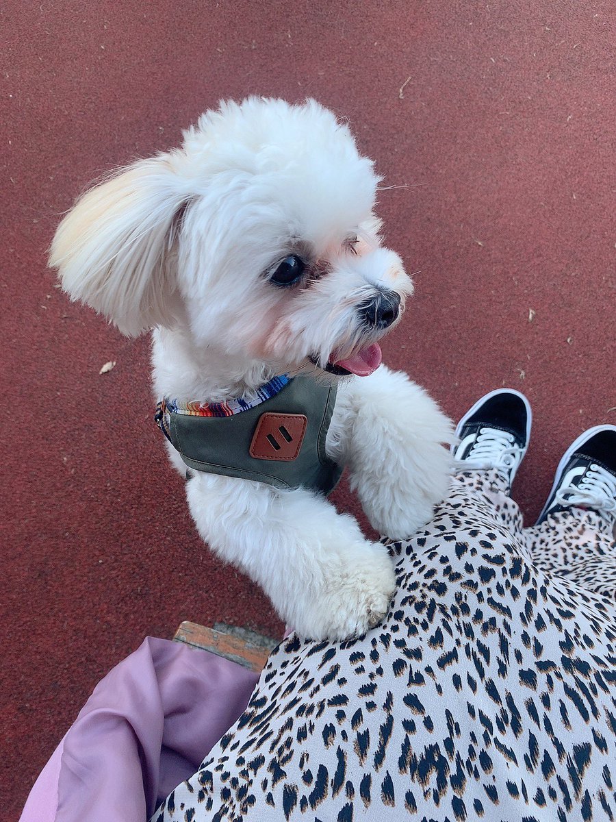 家族が増えたのでいぬすたぐらむを作りました🐶🐾 ゆきちとこまちで