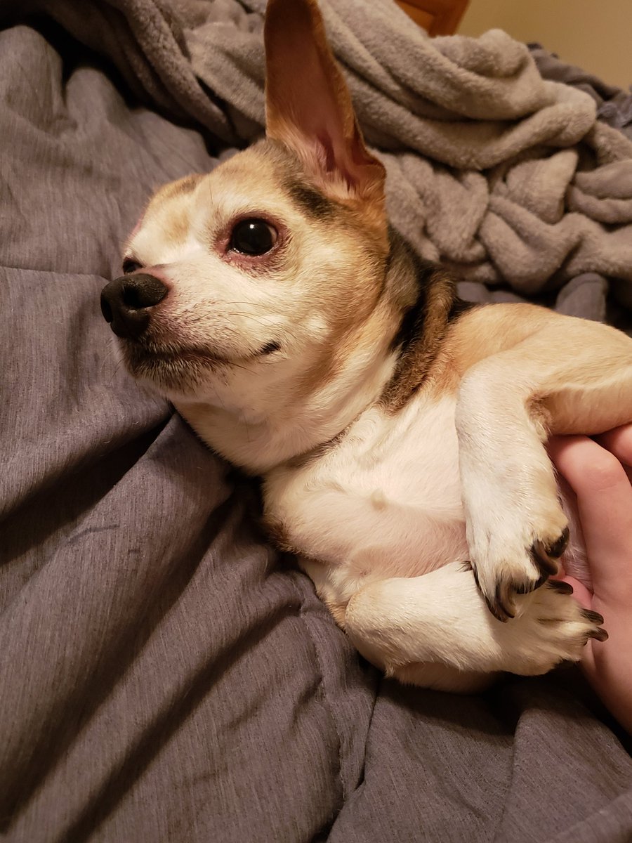 shane_s98's tweet photo. Bailey being cute ❤ https://t.co/EdH1y2a7P0