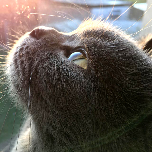 "We are all in the gutter, but some of us are looking at the stars." - Oscar Wilde