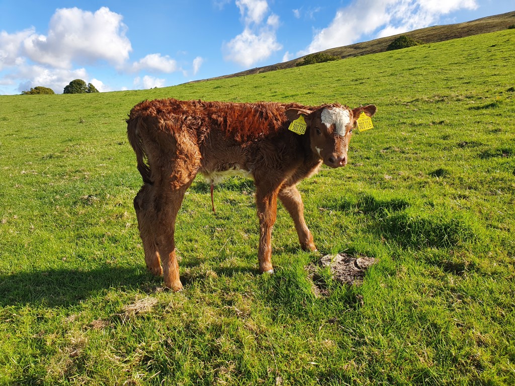 StabiliserBeef's tweet photo. Stabilisers, making this calving outside malarkey look easy! 

#stabilisercattle #stabiliser #cattle #breedingcattle #pedigreebeef #cattle https://t.co/ToCKsSP3BD